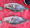 鳌花鱼一箱 商品缩略图2