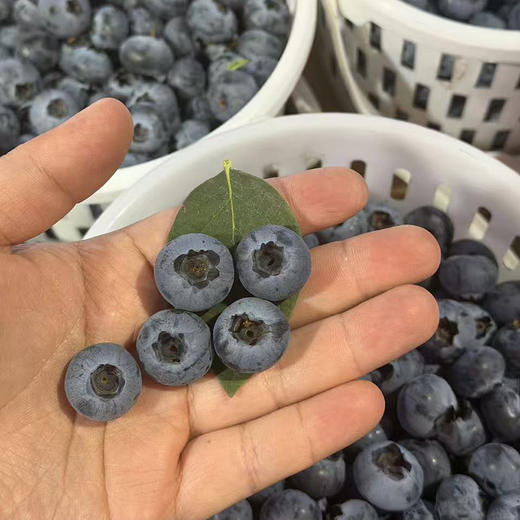 云南「花香脆蓝莓」大果18mm➕ 1kg 商品图6