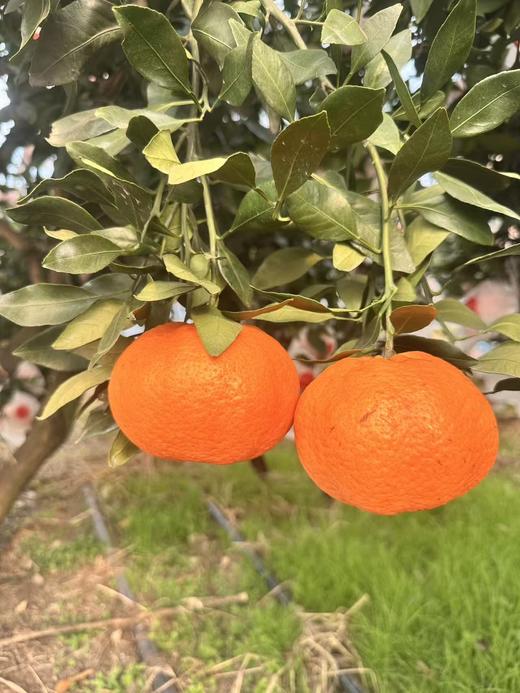 蒲江甘平柑橘-皮薄多汁 新鲜采摘 家庭装【水果】SXS 商品图6