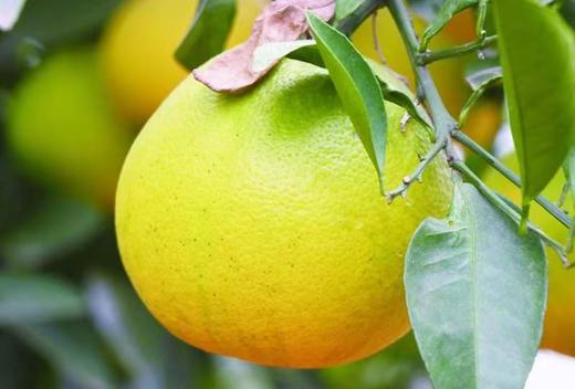 基地直采-鸡尾葡萄柚礼盒（约3kg/盒）【GY】 商品图0