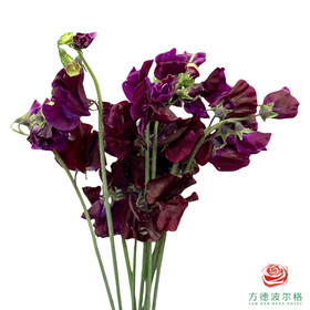 豌豆花-酒红 10枝1扎