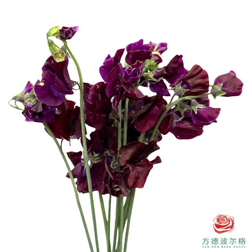 豌豆花-酒红 10枝1扎 商品图0