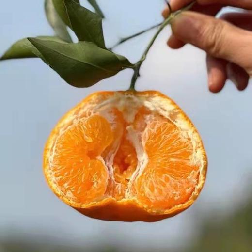 【四川眉山耙耙柑】果香浓郁鲜嫩无渣 味甜多汁 商品图1