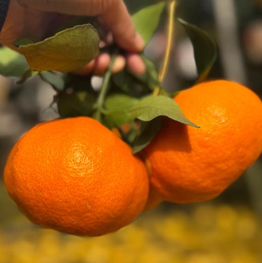 蒲江甘平柑橘-皮薄多汁 新鲜采摘 家庭装【水果】SXS 商品图3