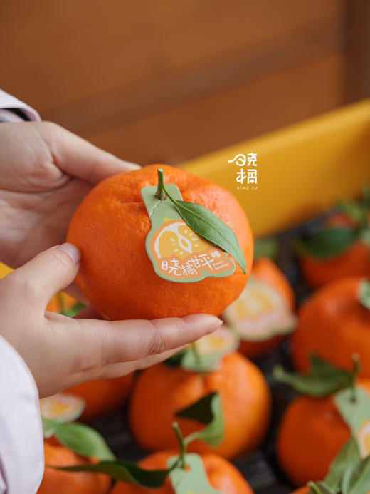 晓橘甘平橘柑 升级款的耙耙柑 柑橘中的爱马仕 商品图10