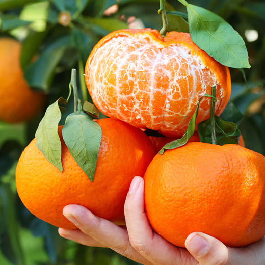 蒲江甘平柑橘-皮薄多汁 新鲜采摘 家庭装【水果】SXS 商品图0