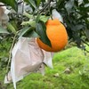 【四川眉山耙耙柑】果香浓郁鲜嫩无渣 味甜多汁 商品缩略图4