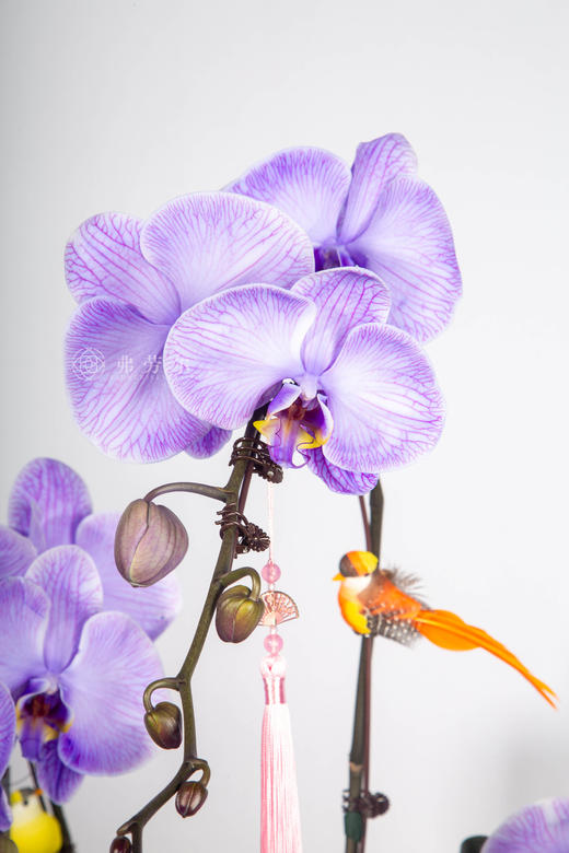 马（码）上云端 商品图2