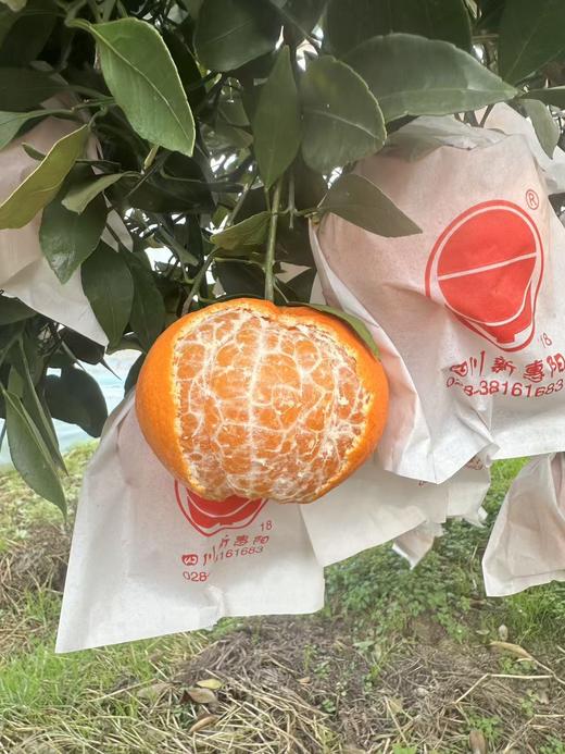 蒲江甘平柑橘-皮薄多汁 新鲜采摘 家庭装【水果】SXS 商品图2