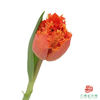 【毛边郁金香】贝蒂 10枝一扎 商品缩略图0