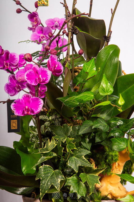 马驮鸿福 商品图4