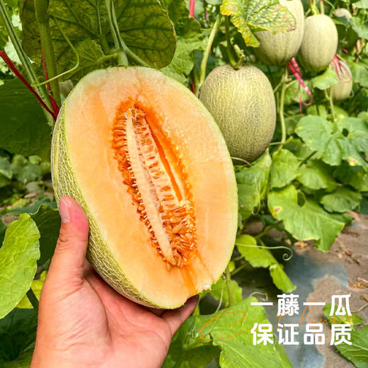 【海南哈密瓜】皮薄肉厚脆甜多汁 一口沦陷~ 商品图1
