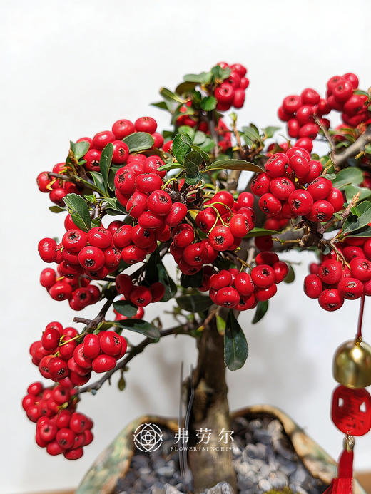 马不停蹄-满堂红 商品图1