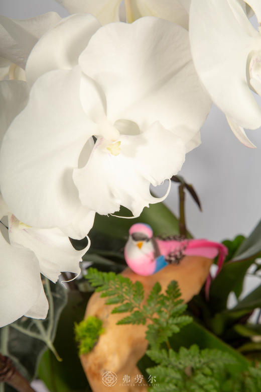 马载安康 商品图2