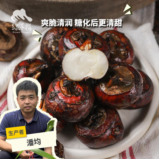 生态马蹄/荸荠（预售7-10天左右发货） | 合作生产 *Eco-water chestnut | Partner Production 商品图0