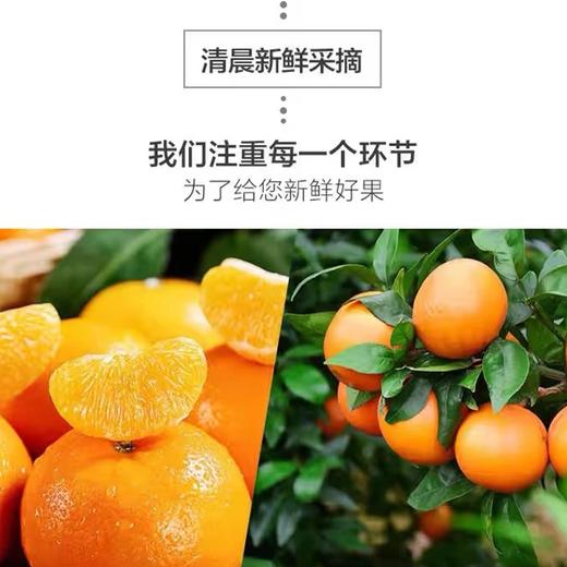 【广西武鸣沃柑】甜蜜多汁果肉细嫩 爽口化渣皮薄易剥（【广西武鸣沃柑】甜蜜多汁果肉细嫩 爽口化渣皮薄易剥） 商品图5