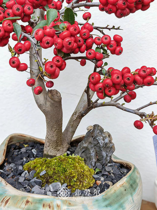 伯乐相马-满堂红 商品图2