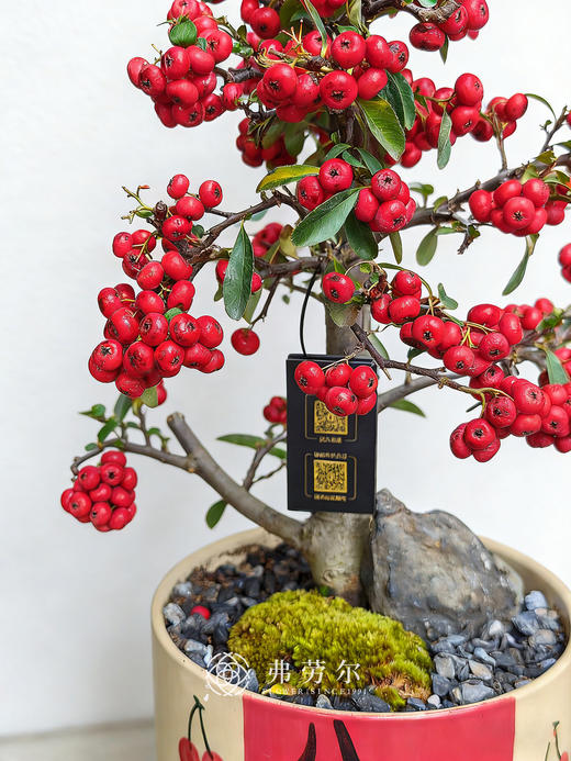 天马行空-满堂红 商品图2