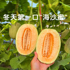 【海南哈密瓜】皮薄肉厚脆甜多汁 一口沦陷~