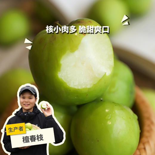 生态青枣（1斤装小规格） | 绿家自产*Eco-Green jujube | In-House Production 商品图0