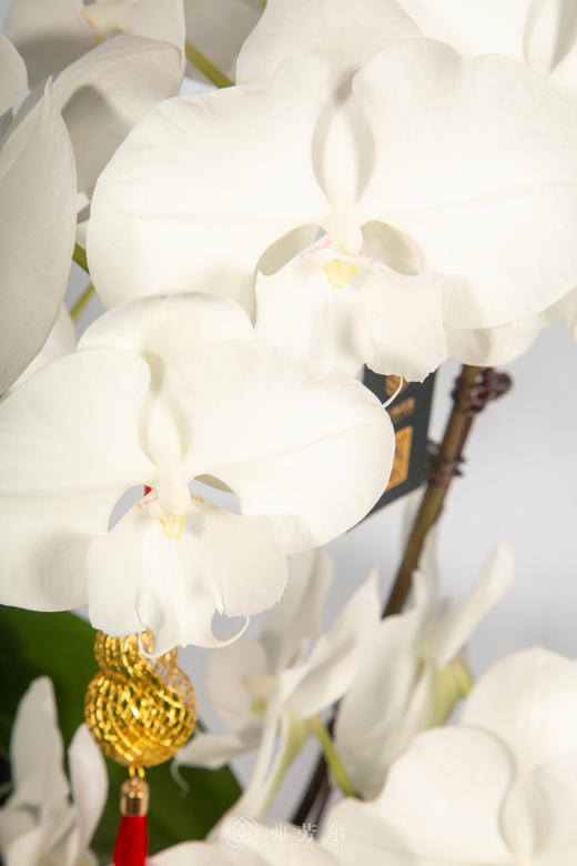 马跃春熙 商品图2