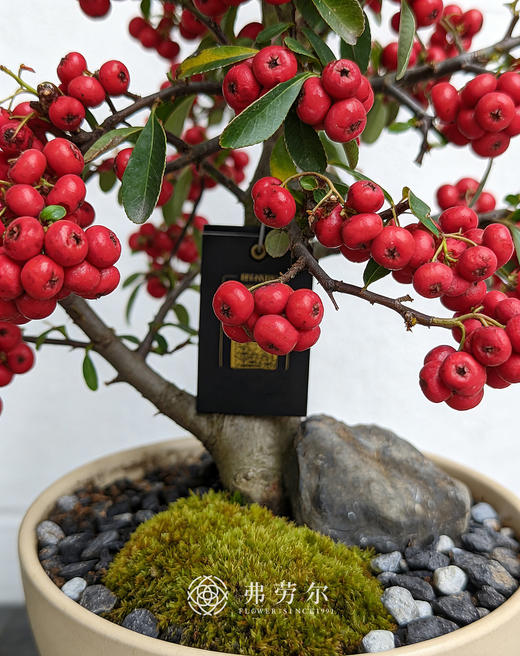 天马行空-满堂红 商品图1