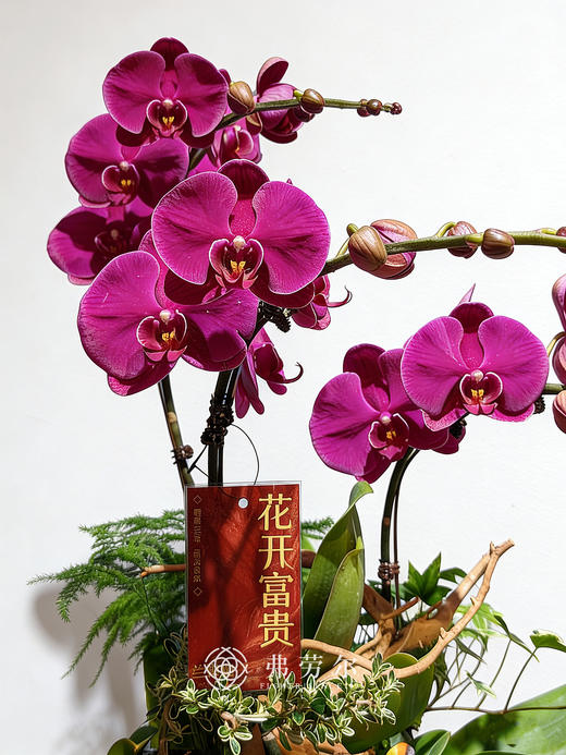 金戈铁马 商品图1