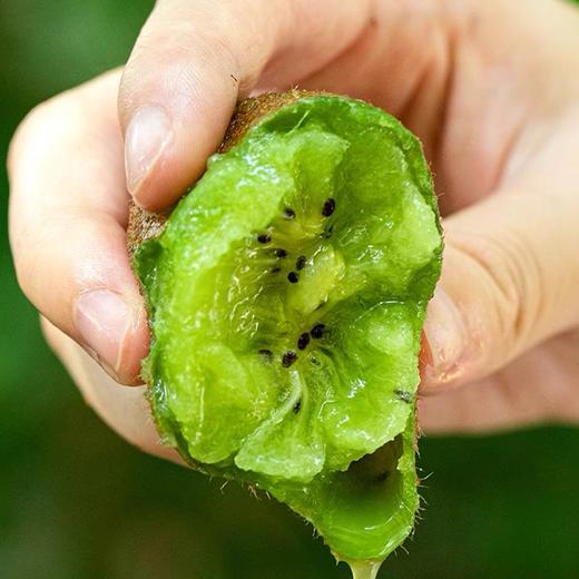 【徐香猕猴桃】皮薄肉厚香甜多汁 鲜嫩软软滑纯甜无酸 商品图1