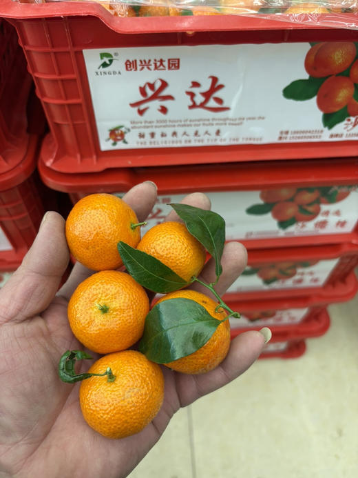 19.8元一件精品广西砂糖橘约毛重5.5斤 商品图0