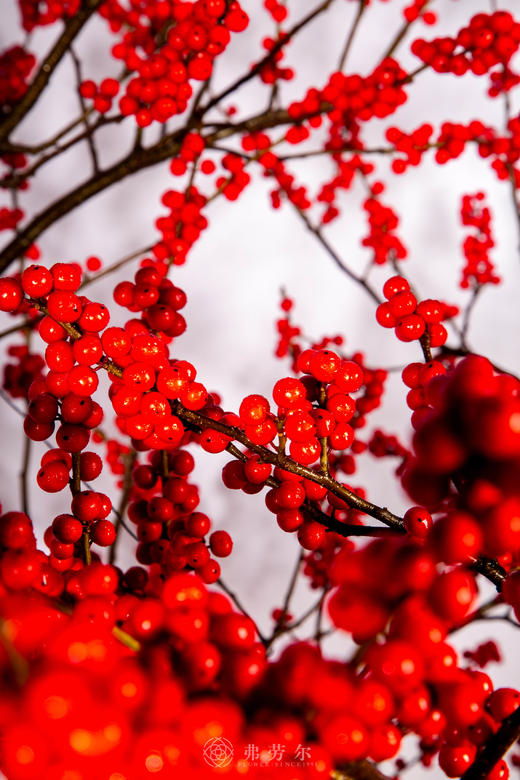 马上如意 商品图2