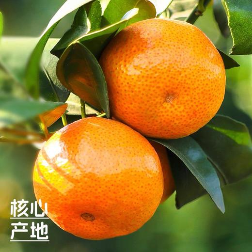 【广西砂糖橘】纯甜爆汁细腻无渣 皮薄肉厚富含维C复） 商品图3