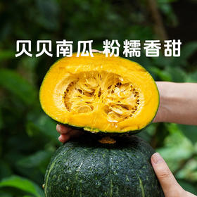 【贝贝南瓜】分糯香甜板栗口感 绵密香浓皮薄肉厚
