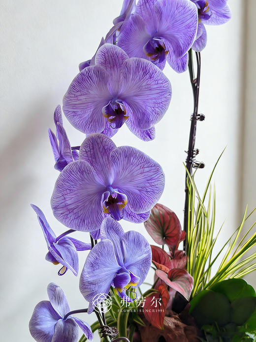 马力全开 商品图2