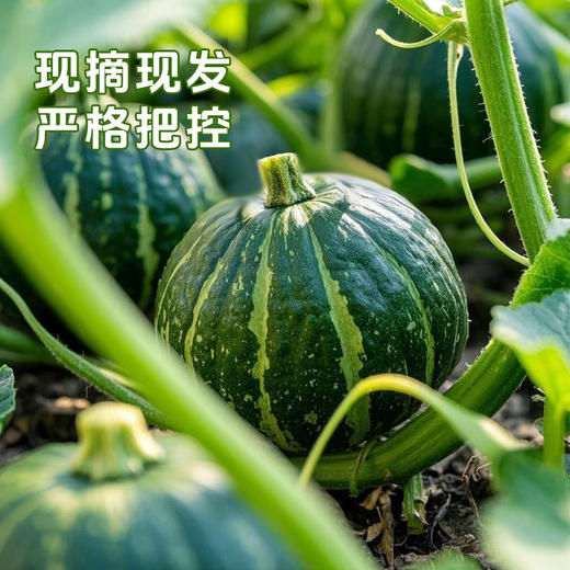 【贝贝南瓜】分糯香甜板栗口感 绵密香浓皮薄肉厚 商品图1