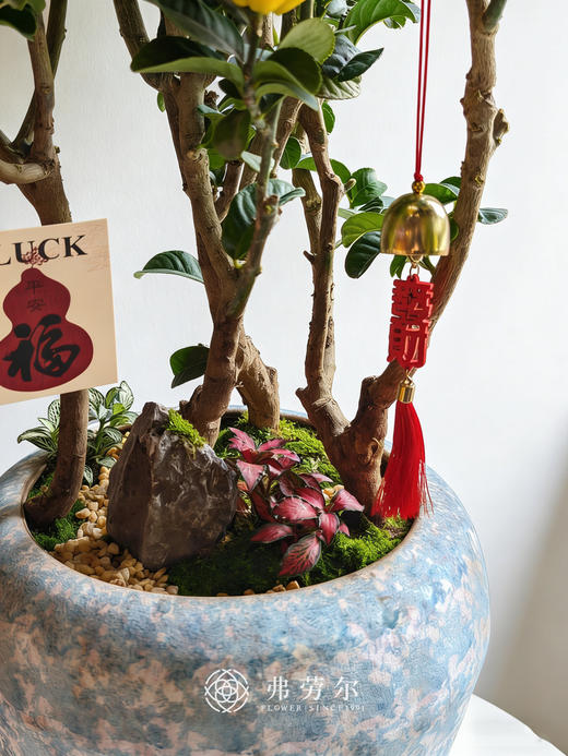 马库充盈-金佛手 商品图2