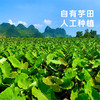 【荔浦芋头】粉糯香甜个大饱满 营养丰富~ 商品缩略图1