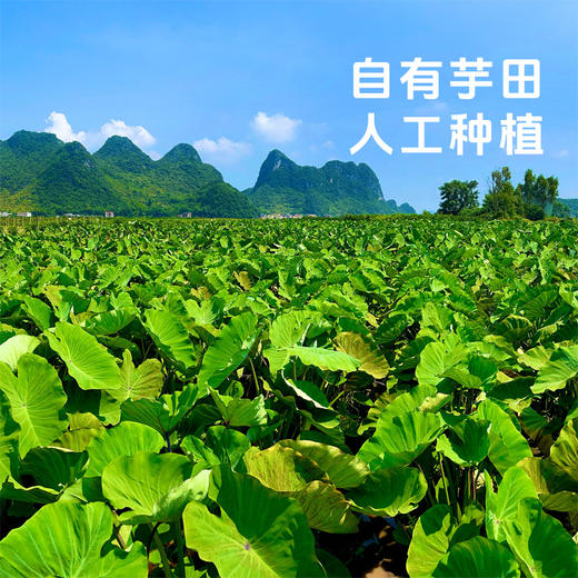 【荔浦芋头】粉糯香甜个大饱满 营养丰富~ 商品图1