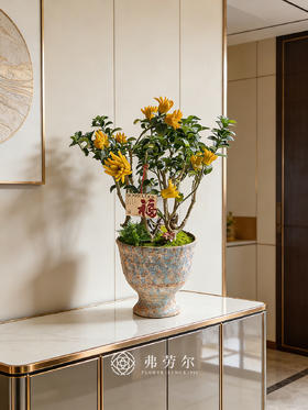 马上转运-金佛手