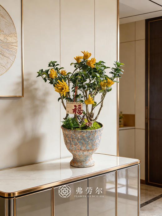 马上转运-金佛手 商品图0