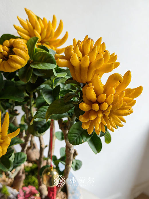 马库充盈-金佛手 商品图1