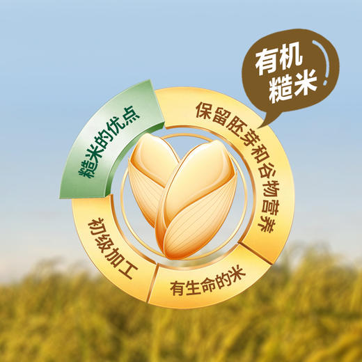 糙米核桃奶 无麸质健康奶 无糖无添加 有机糙米+上等新疆185核桃 商品图2