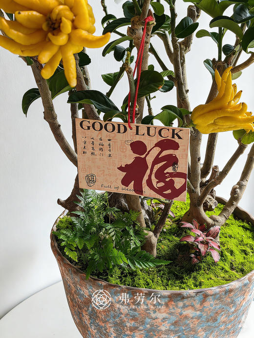 马上转运-金佛手 商品图2