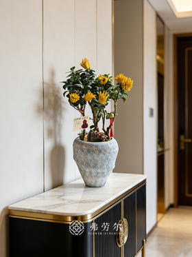 马库充盈-金佛手