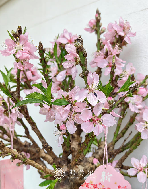 马上好运-桃花 商品图2