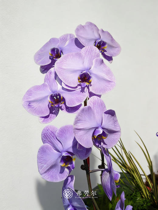 马力十足 商品图2