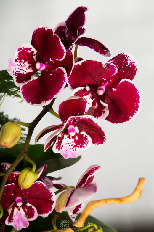 马运亨通 商品图2