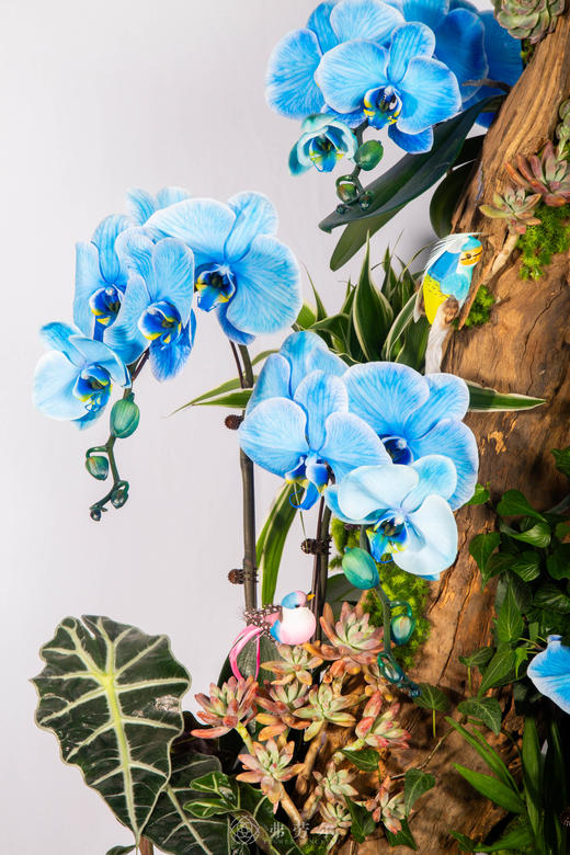 马聚宝盆 商品图2