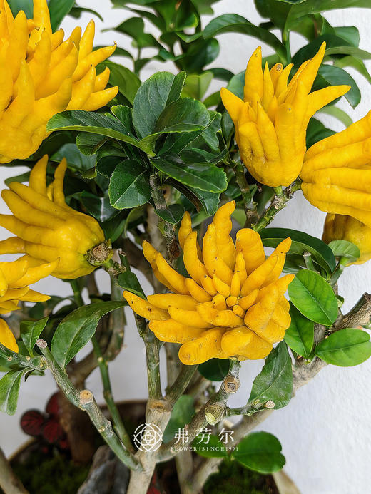 马上暴富-金佛 商品图2