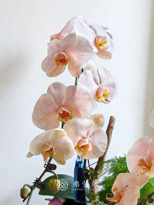 马上富贵 商品图1