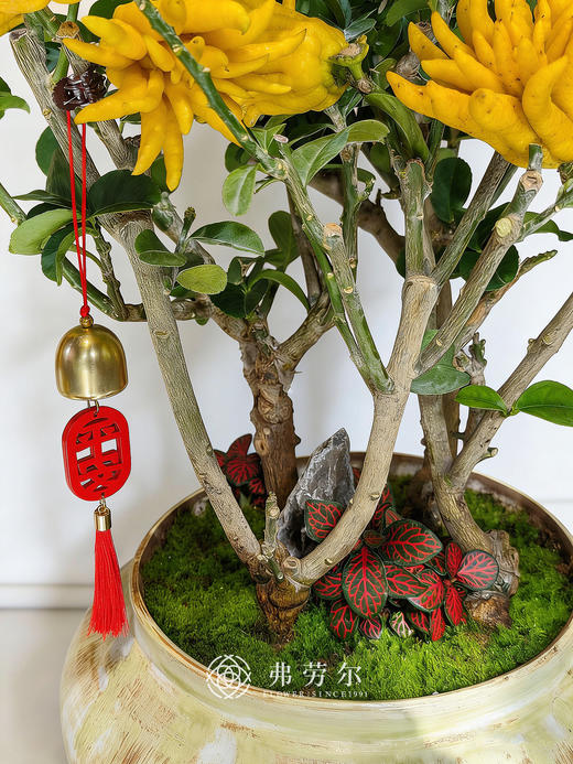 马上暴富-金佛 商品图1